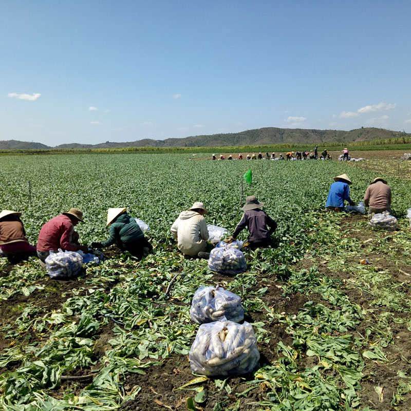 Nông sản sạch