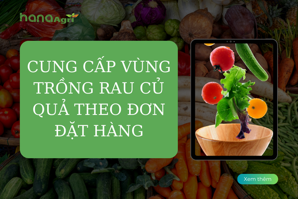 Cung cấp vùng trồng rau củ quả theo đơn đặt hàng
