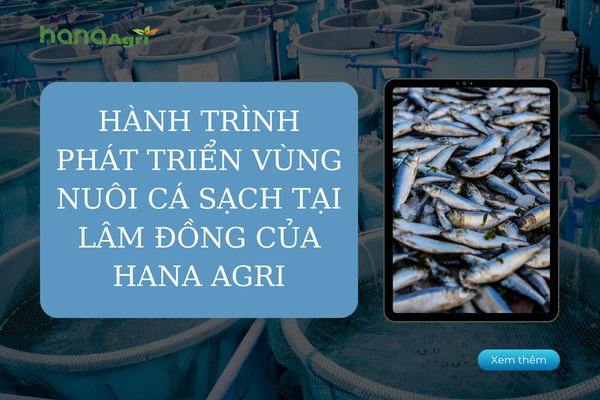 Hành trình phát triển vùng nuôi cá sạch tại Lâm Đồng